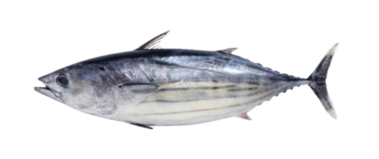 Ikan Cakalang
