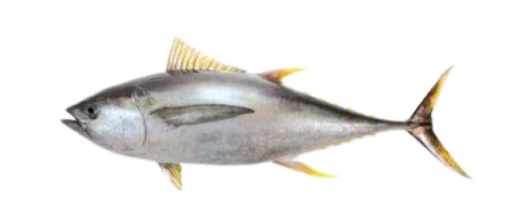 Ikan Tuna Beku